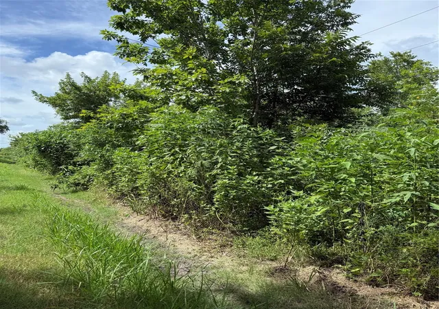 Photo 1 of Land for sale at 000 Pine, Brazoria, TX 77422 | MLS# 18326577 | Listing updated on 2026-08-07