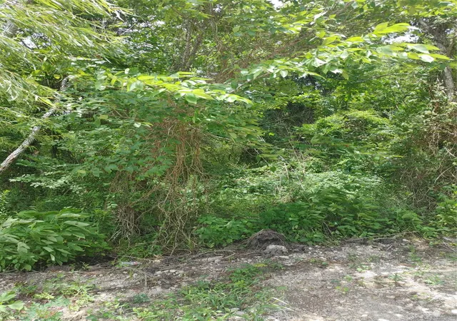 Photo 4 of Land for sale at 000 Pine, Brazoria, TX 77422 | MLS# 18326577 | Listing updated on 2026-08-07