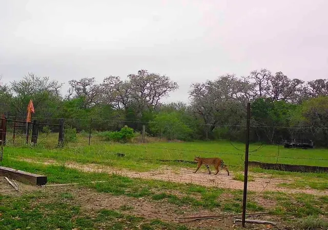 2nd image of 10423 State Hwy 21 W, Crockett, TX 75835 | MLS# 81147487
