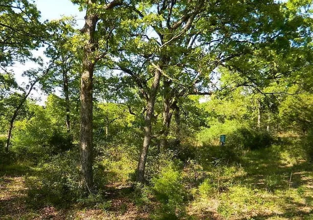 Photo 3 of Land for sale at 371 Cr 371, Jewett, TX 75846 | MLS# 7792439 | Listing updated on 2026-08-30