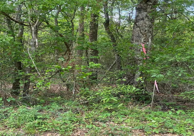 3rd image of 0 Friar Tuck Dr, Shepherd, TX 77371 | MLS# 64457020