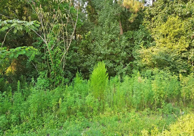 Photo 3 of Land for sale at 25973 Sussex, New Caney, TX 77357 | MLS# 22764645 | Listing updated on 2026-07-16