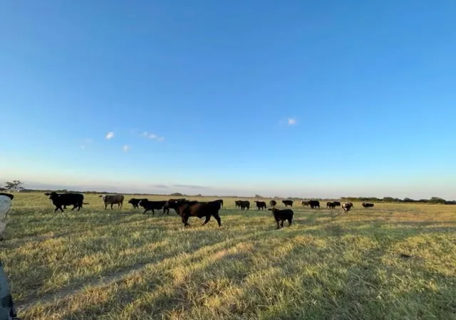 Photo 4 of Land for sale at Tbd Cr 358, Gause, TX 77857 | MLS# 81356051 | Listing updated on 2026-07-08