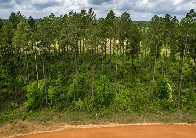 Photo 3 of Land for sale at 000 Timberline Dr, Hillister, TX 77624 | MLS# 77119729 | Listing updated on 2026-09-16