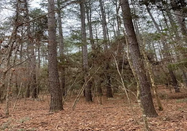 3rd image of Tbd Off Of County Road 2580, Colmesneil, TX 75938 | MLS# 3355535