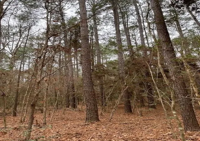 5th image of Tbd Off Of County Road 2580, Colmesneil, TX 75938 | MLS# 3355535