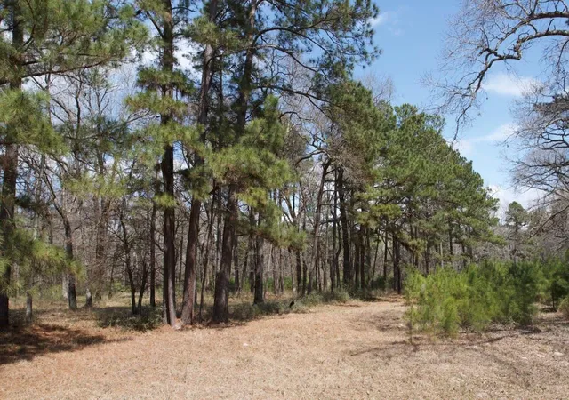 Photo 4 of Land for sale at 4345 Fm 3188, Trinity, TX 75862 | MLS# 72914662 | Listing updated on 2026-03-17