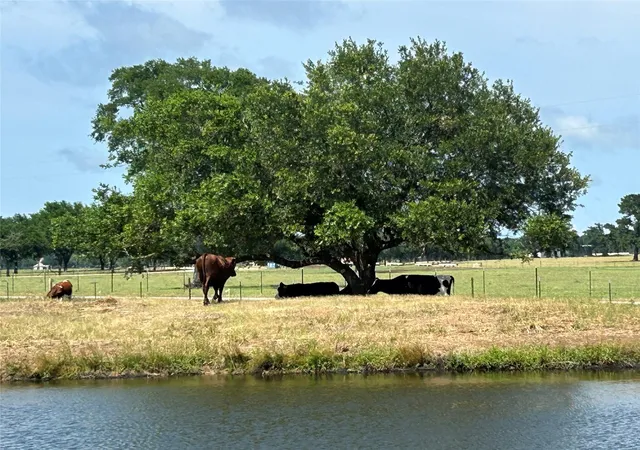 Photo 3 of Land for sale at 38535 Wiggins Rd, Hempstead, TX 77445 | MLS# 81049459 | Listing updated on 2026-07-14