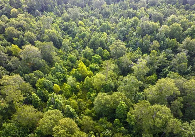 Photo 3 of Land for sale at 1 Dripping Vat Road, Huntsville, TX 77340 | MLS# 92718677 | Listing updated on 2026-06-08