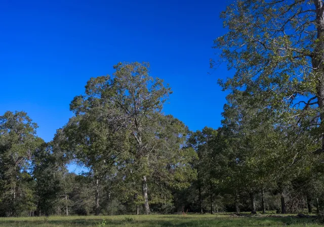 Photo 2 of Land for sale at Lot 5 Block 3 Olde Homestead Ln Rd, Willis, TX 77378 | MLS# 51258428 | Listing updated on 2026-08-11