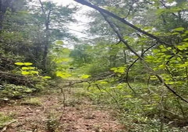 Photo 2 of Land for sale at Lot 8 Block 22 Lonestar Rd, Huntsville, TX 77340 | MLS# 80260723 | Listing updated on 2026-08-11