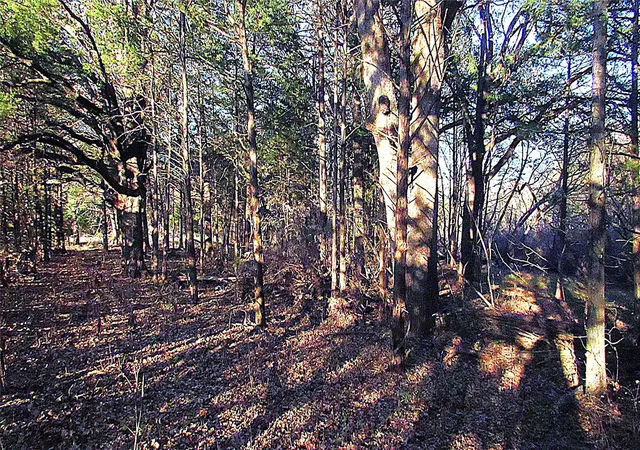 Photo 4 of Land for sale at Tbd County Rd 4736, Cumby, TX 75433 | MLS# 69569443 | Listing updated on 2026-05-26