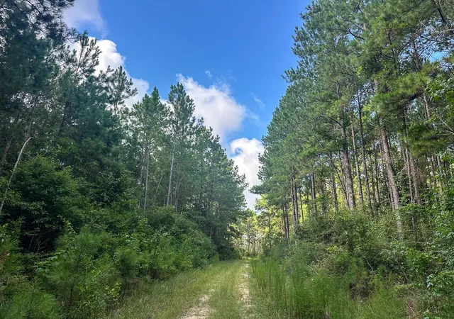 17th image of T 3 Fm 943, Kountze, TX 77625 | MLS# 80223619