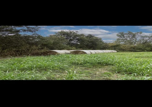 Photo 4 of Land for sale at 0 Fm 1774, Plantersville, TX 77363 | MLS# 21225250 | Listing updated on 2026-08-20