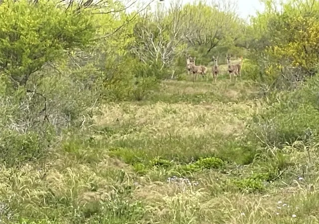 Photo 3 of Land for sale at Lot 5 Pr Frio Ests Dr, Moore, TX 78057 | MLS# 56191085 | Listing updated on 2026-08-09