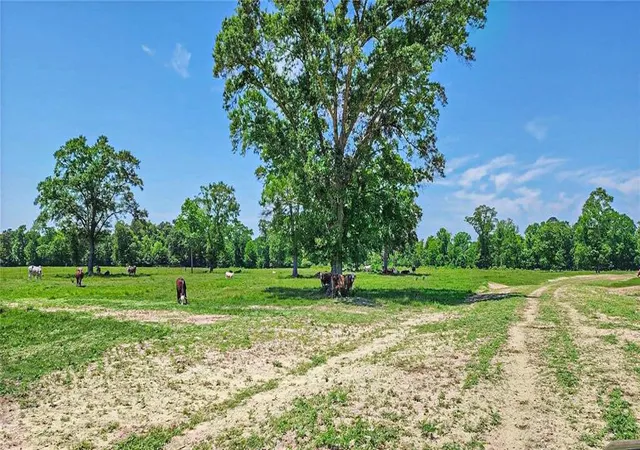 4th image of 000 Tinney Rd, Livingston, TX 77351 | MLS# 40388757