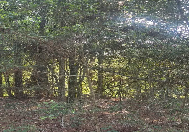Photo 3 of Land for sale at Tbd Tall, Livingston, TX 77351 | MLS# 65289683 | Listing updated on 2026-06-03