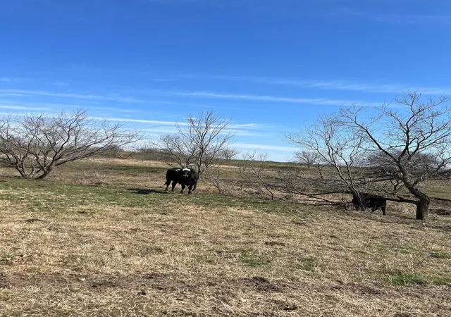 Photo 2 of Land for sale at 100 Cr 321, Jourdanton, TX 78026 | MLS# 56578750 | Listing updated on 2026-03-18