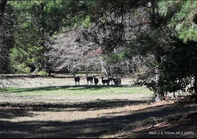 2nd image of 503 S Green Vly, Woodville, TX 75979 | MLS# 77600794