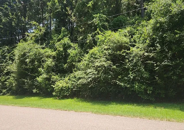4th image of Tbd Terri Ln, Magnolia, TX 77355 | MLS# 25614065