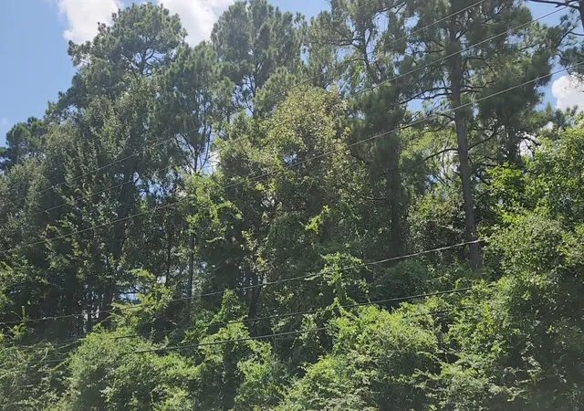 5th image of Tbd Terri Ln, Magnolia, TX 77355 | MLS# 25614065