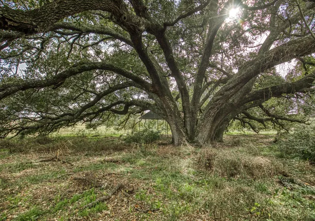 Photo 2 of Sale Pending at 00 Mount Vernon Rd, Brenham, TX 77833 | MLS# 19706441 | Listing updated on 2026-09-18