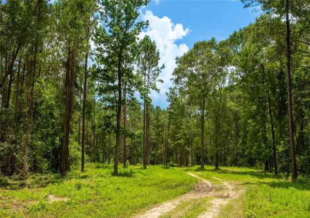 Homes for sale in Kirbyville, TX | 0 County Road 547, Kirbyville, TX 75956 | MLS# 84088159