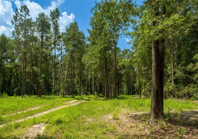 Homes for sale in Kirbyville, TX | 0 County Road 547, Kirbyville, TX 75956 | MLS# 84088159