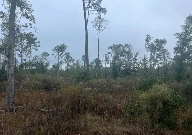 Photo 4 of Land for sale at Tbd Reveille Rd, Livingston, TX 77351 | MLS# 13085465 | Listing updated on 2026-09-18