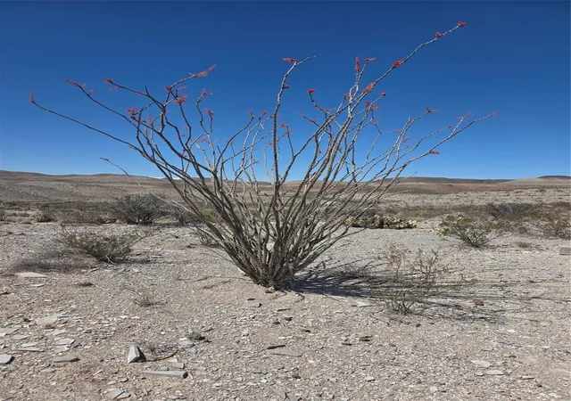 29th image of 00001 Bob Cat, Study Butte Terlingua, TX 78952 | MLS# 9436376