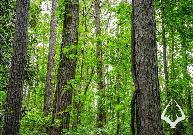 Photo 4 of Land for sale at 00 Dorsey Road, Hemphill, TX 75948 | MLS# 33919685 | Listing updated on 2026-08-29