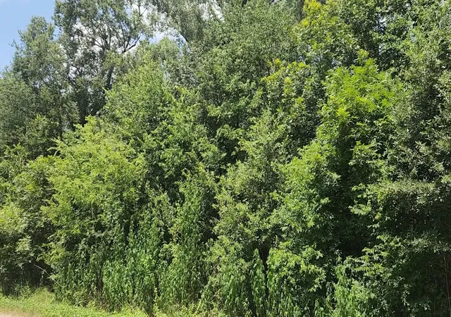 Photo 3 of Land for sale at Lot W 61 Essex Rd, Conroe, TX 77302 | MLS# 74363467 | Listing updated on 2026-08-19