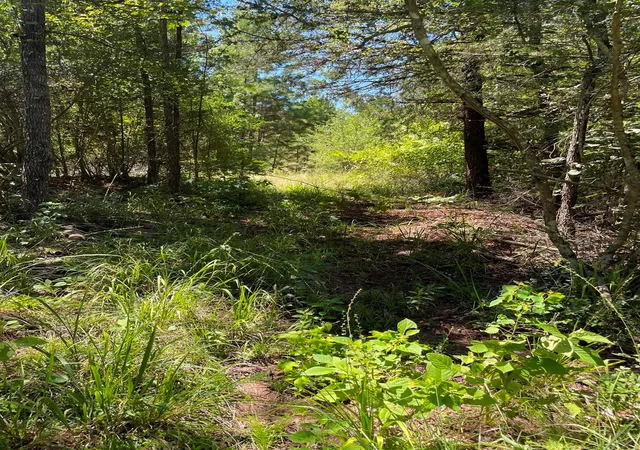 6th image of 0 County Road 1655, Grapeland, TX 75835 | MLS# 2906774