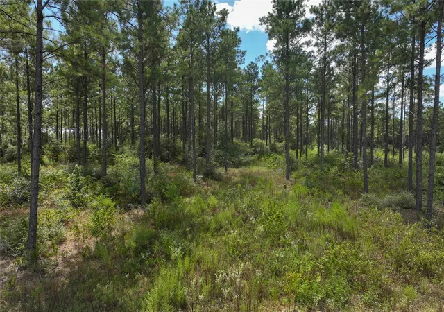 Photo 4 of Land for sale at 1 Richardson Road East, Livingston, TX 77351 | MLS# 85640754 | Listing updated on 2026-08-21