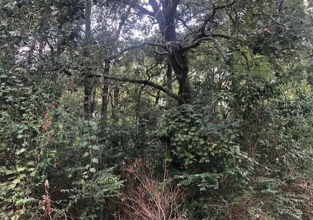 1st image of 0000 Moye Rd, Votaw, TX 77374 | MLS# 15568263