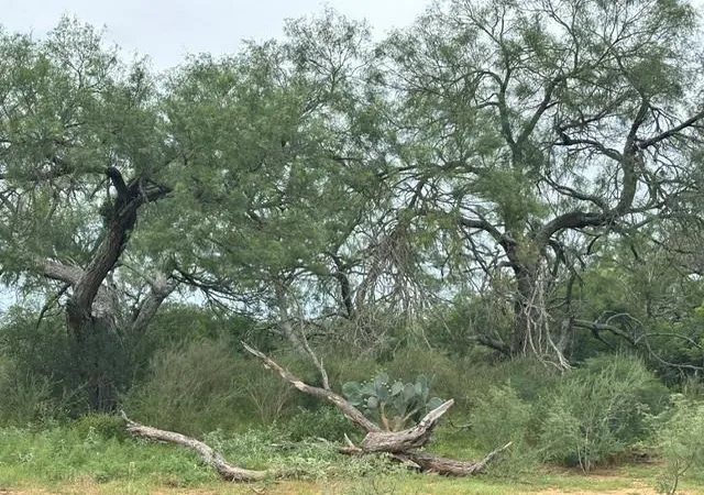 3rd image of 5394 Fm 2200 W, Moore, TX 78016 | MLS# 89480542