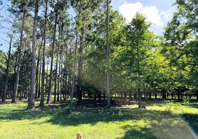 Photo 3 of Land for sale at 00000 County Rd 540, Alvin, TX 77511 | MLS# 75296407 | Listing updated on 2026-09-14