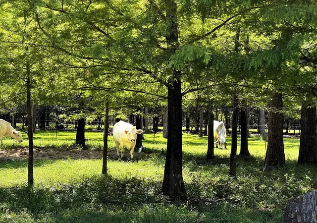 Photo 3 of Land for sale at 00000 County Rd 540, Alvin, TX 77511 | MLS# 75296407 | Listing updated on 2026-09-14