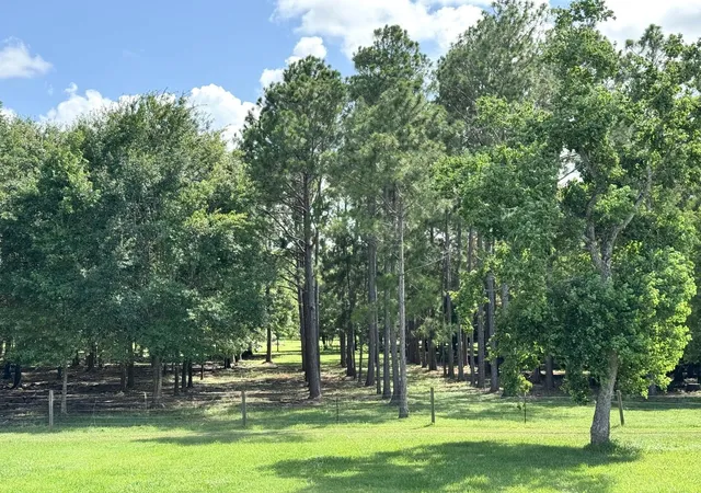 Photo 4 of Land for sale at 00000 County Rd 540, Alvin, TX 77511 | MLS# 75296407 | Listing updated on 2026-09-14