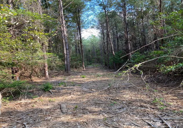 4th image of 19853 Ghost Rd, Saratoga, TX 77585 | MLS# 68854984