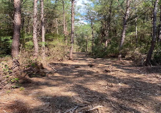 5th image of 19853 Ghost Rd, Saratoga, TX 77585 | MLS# 68854984