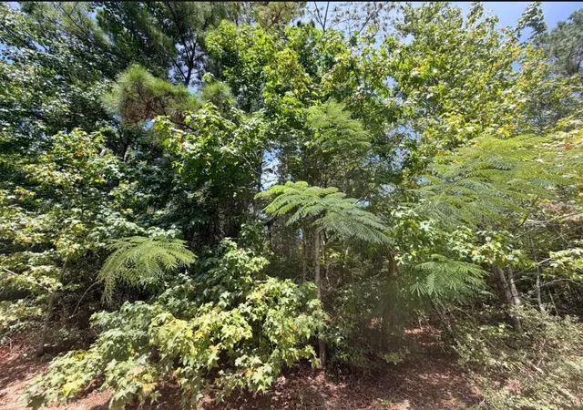Photo 2 of Land for sale at 44 Ac Fm 3414, Jasper, TX 75951 | MLS# 22473317 | Listing updated on 2026-09-25