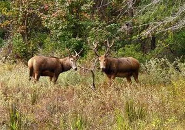 15th image of 0 County Road 4710 Lot 465, Larue, TX 75770 | MLS# 65367856