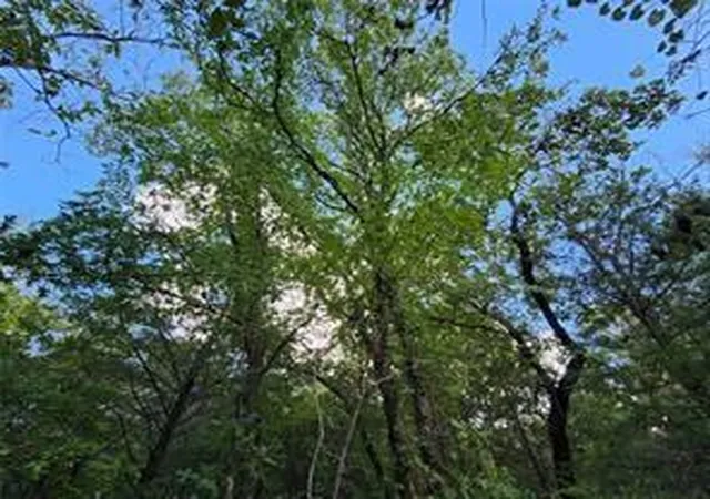 1st image of 0 County Road 4710 Lot 465, Larue, TX 75770 | MLS# 65367856