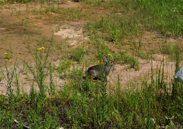 17th image of 1353 Road 5727, Cleveland, TX 77327 | MLS# 34137787