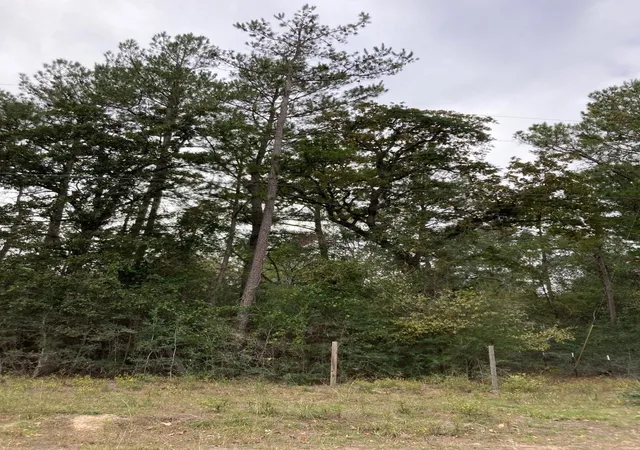 Photo 2 of Land for sale at 16596 Camelia Ln, Plantersville, TX 77363 | MLS# 83483746 | Listing updated on 2026-09-01