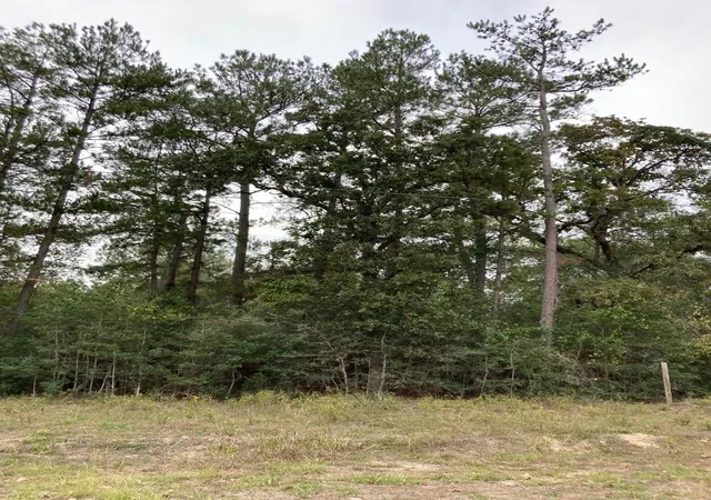 Photo 3 of Land for sale at 16596 Camelia Ln, Plantersville, TX 77363 | MLS# 83483746 | Listing updated on 2026-09-01