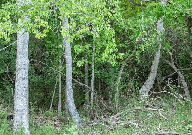 21st image of 12515 Whitman Rd, Brenham, TX 77833 | MLS# 41975156