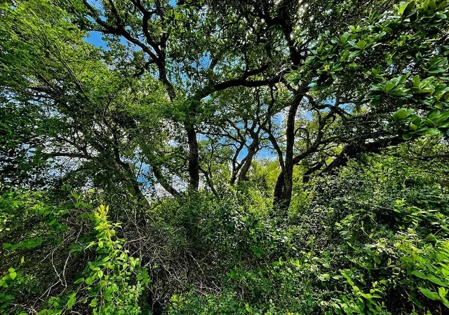Homes for sale in Columbus, TX | Tbd Water Oak Rd, Columbus, TX 78934 | MLS# 89188009