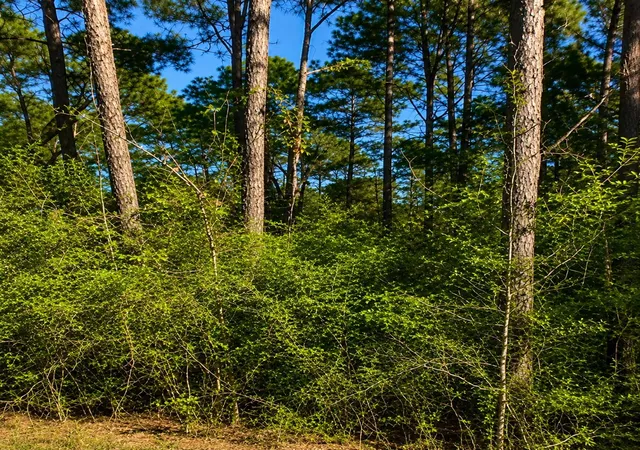 Photo 1 of Land for sale at 0 Curry St, Livingston, TX 77351 | MLS# 45164804 | Listing updated on 2026-09-14